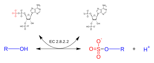 Alcohol sulfotransferase